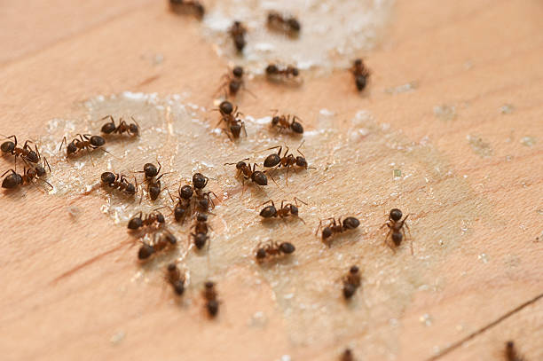 Best Mosquito Control Services  in Higginsville, MO