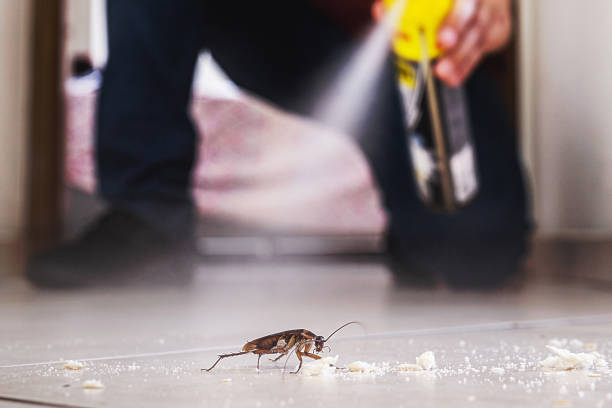 Flea Control Services in Higginsville, MO